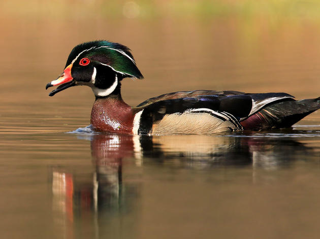 Audubon: Congress Must Pass New Bird Protection Bill 