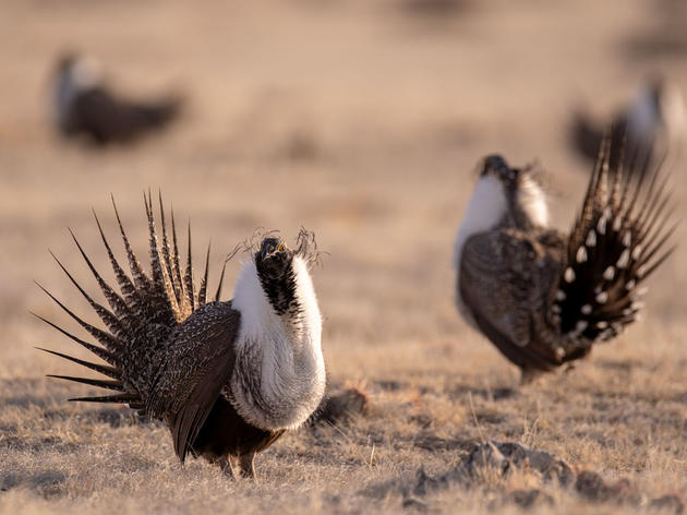 Audubon: New Sage-Grouse Review Plan is “Nothing More Than Window-Dressing”