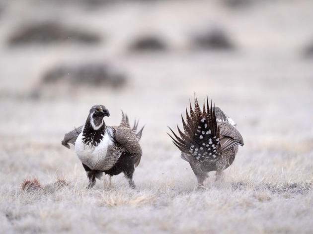 Conservation Groups Intervene to Defend Sage-Grouse Rules Opposed by Trump Administration 