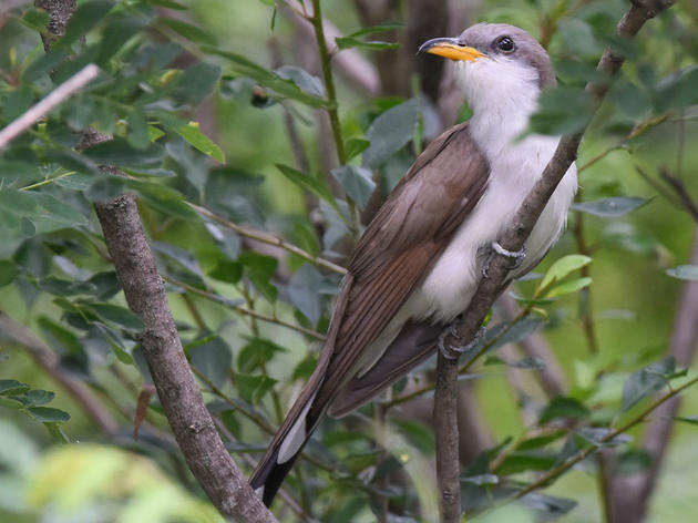 Audubon Calls for More Resources and Attention (not Less) for Western Yellow-billed Cuckoo