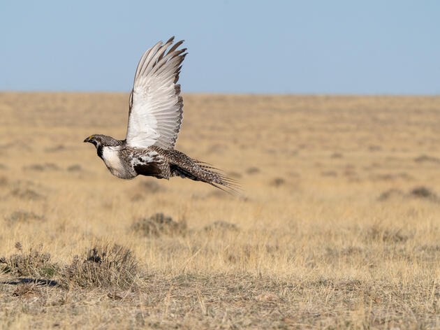 Audubon and Other Groups Urge Bureau of Land Management to Act Quickly to Conserve Sage-Grouse