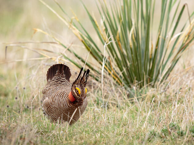Lesser Prairie-Chicken Now Listed Under the Endangered Species Act