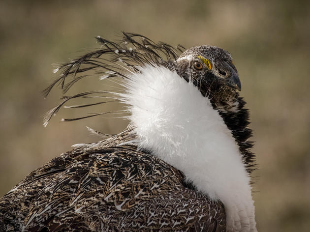 Court Strikes Down Trump Administration’s Sage-grouse Directive, Canceling Hundreds of Oil and Gas Leases
