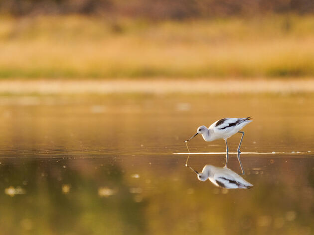 U.S. House of Representatives Introduces Audubon-supported Saline Lake Ecosystems Bill