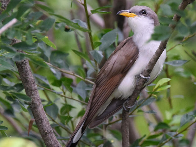 Western Yellow-billed Cuckoo Remains Federally Protected after Delisting Threat Falls Flat