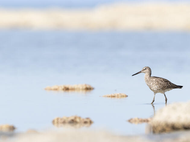 Audubon and The Nature Conservancy to Lead Great Salt Lake Water Trust
