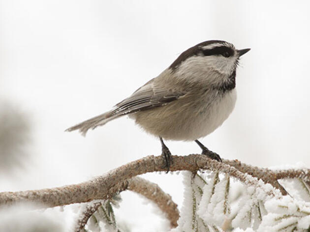 An Exciting Christmas Bird Count for the Reigning Mountain Chickadee World Champs