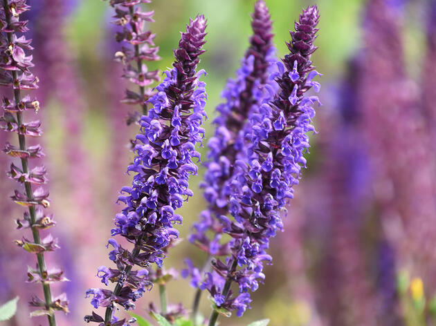 Plant Profile: Hurray for Hyssop!