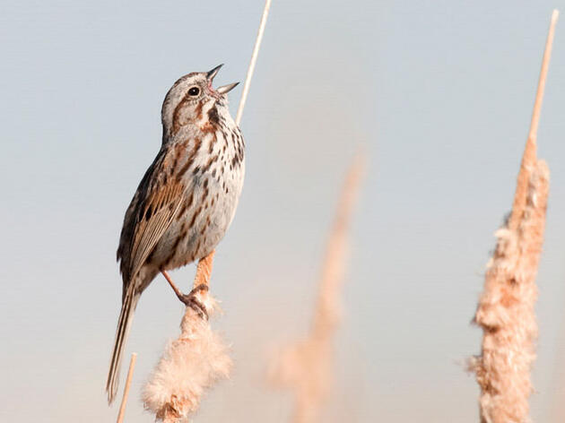 Turn Off Lights to Help Migratory Birds