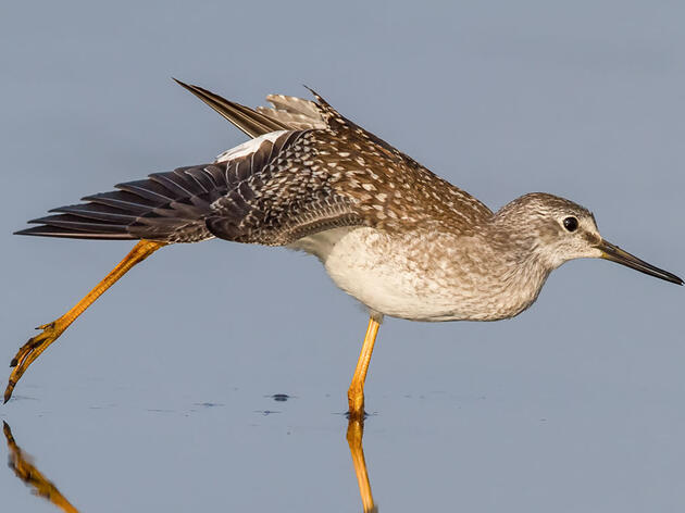 The Coming and Going of Yellowlegs at Great Salt Lake