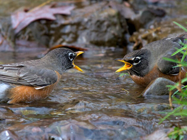 Protecting Colorado’s Streams for Birds and People