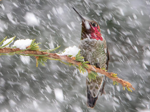 How Do Hummingbirds Survive Spring Snowstorms?