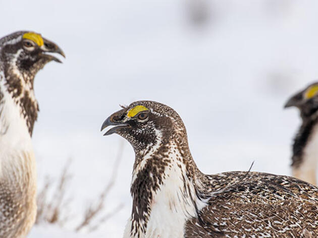 Attend a Public Meeting for Sage-Grouse