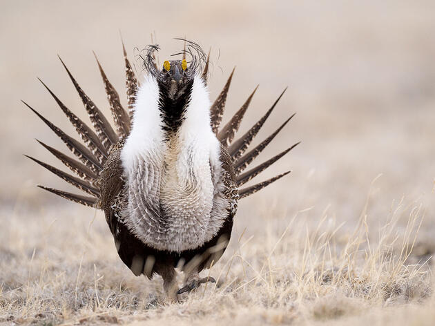 Congress Should Remove Political Rider that Harms Sage-Grouse
