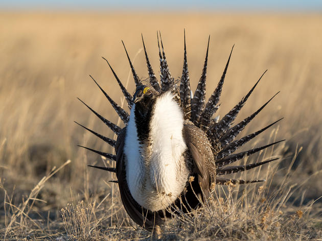 Sage Advice From a Sage-Grouse Expert