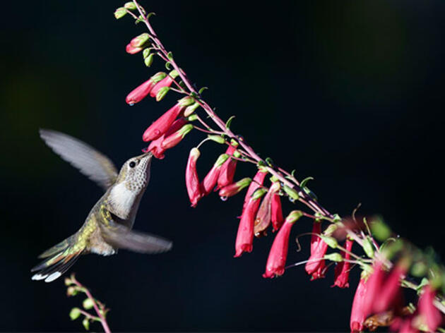 Nine Native Plants to Attract Hummingbirds in Colorado, Utah, and Wyoming