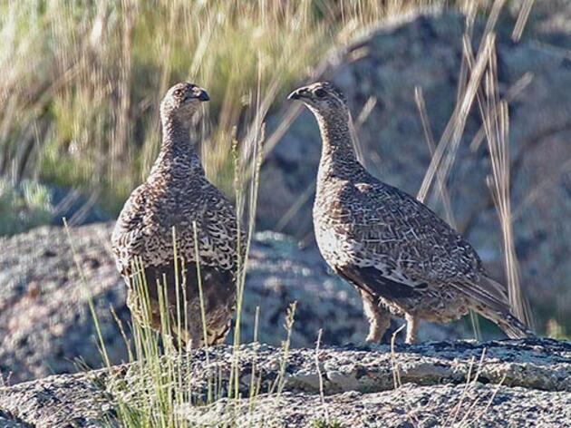 Gunnison Sage-Grouse Are on the Brink 