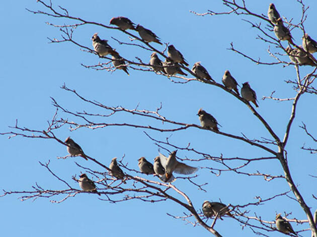A Dipper Party, Rare Waxwings, and Other Treats