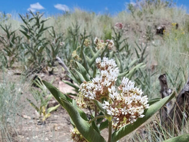 Milkweed Rediscovered in Wyoming Alive and Well