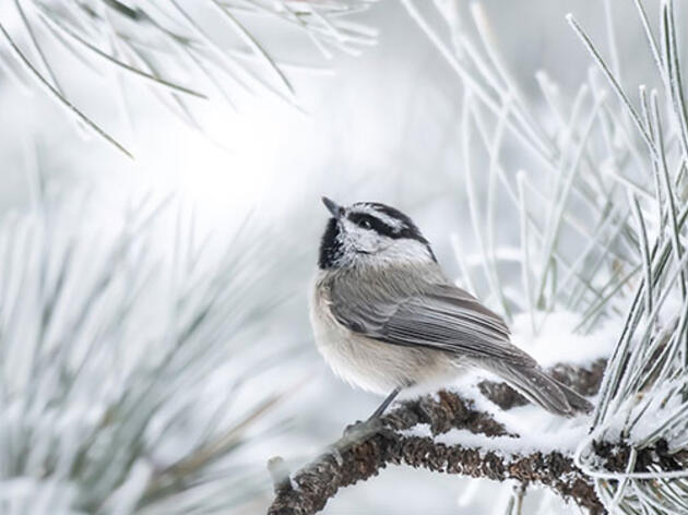 An Exciting Christmas Bird Count for the Mountain Chickadee World Champs