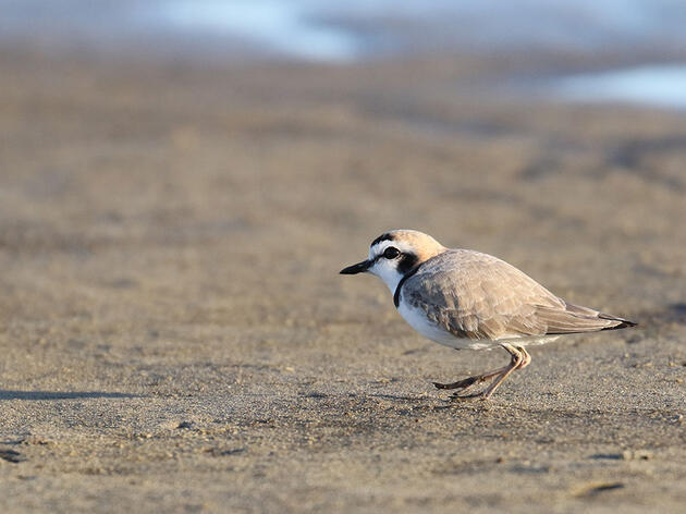 Snowy Plover: The Beauty of Existence