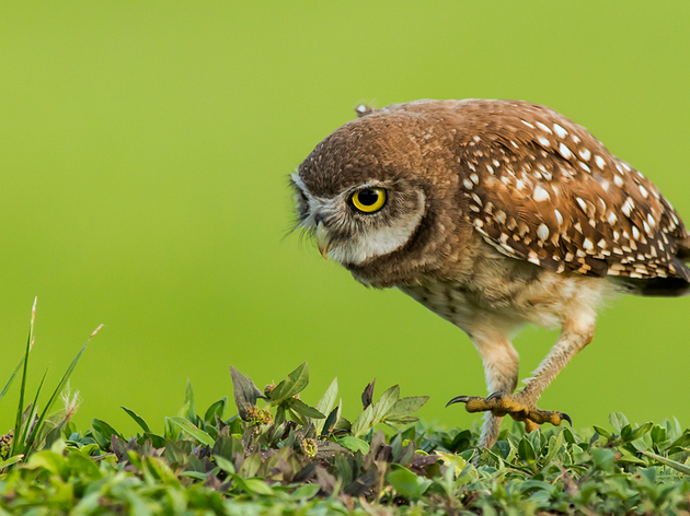 Rockie the Burrowing Owl
