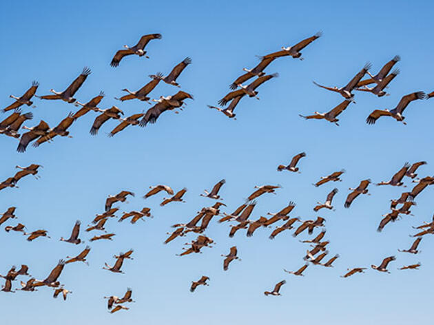 Birding Festivals of the Rockies