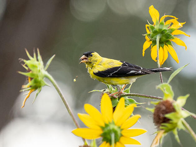 Bird-friendly Gardening Resources