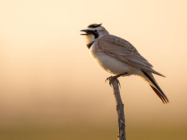 Audubon Rockies' Blog