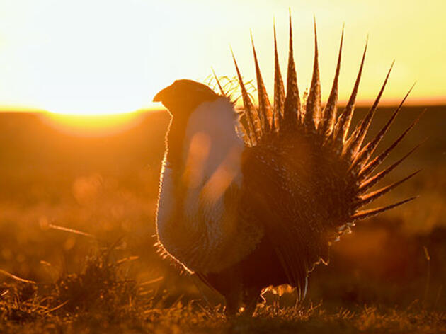 A Morning on a Greater Sage-Grouse Lek