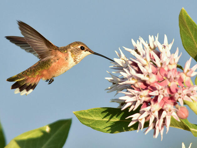 Audubon Adventures: Hummingbirds
