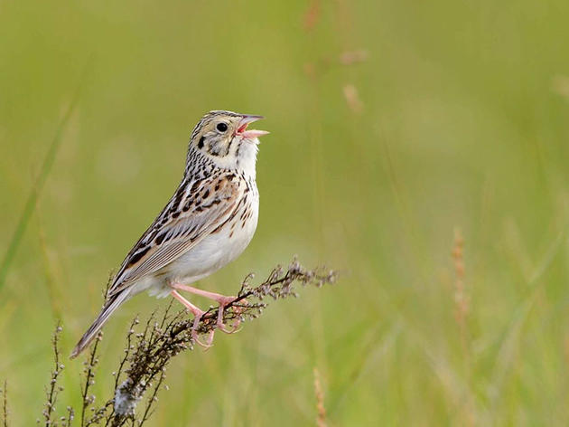 Audubon Report Identifies Priority Conservation Areas for Disappearing North American Grassland Birds