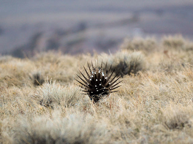 Trump Administration Moves to Open Sage-Grouse Strongholds to Oil and Gas