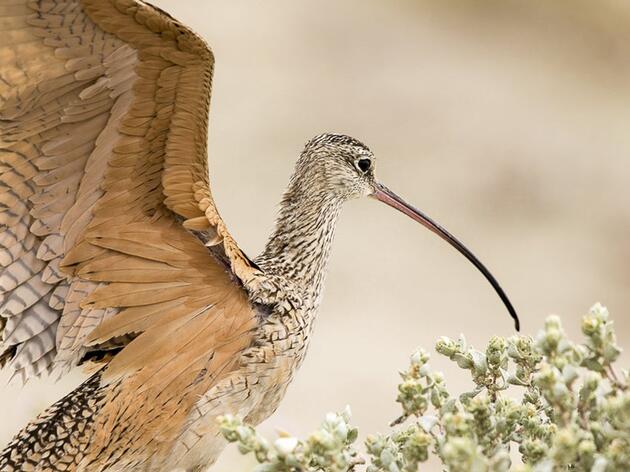 Audubon Certification Touts S W Lasater Ranch in Colorado as Beacon for Grassland Birds