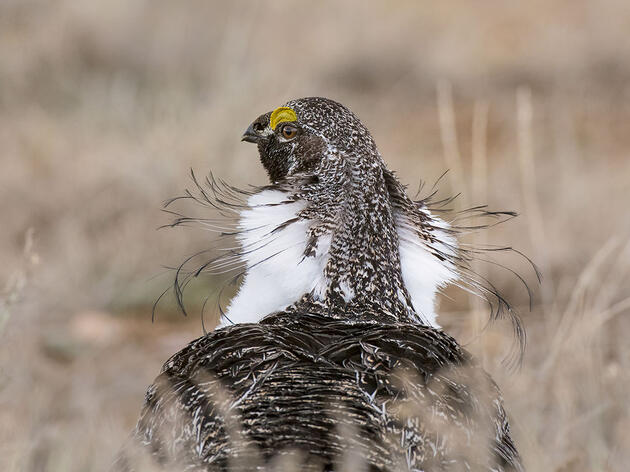 Congress Is Set to Remove a Longstanding Barrier to Listing Greater Sage-Grouse Under the Endangered Species Act