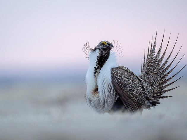 New Report Finds Increased Oil and Gas Leasing and Drilling in Priority Sage-Grouse Habitat