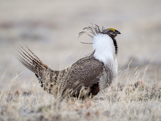 Federal Court Halts Administration Plans to Rollback Sage-Grouse Protections