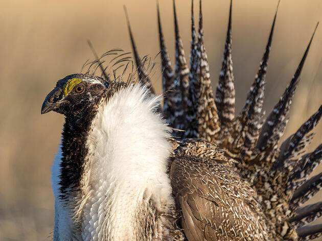 Federal Conservation Plans for Greater Sage-Grouse Go Under Review