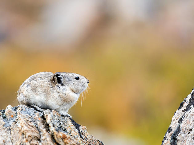 Monitoring the Adorable and Imperiled Pika