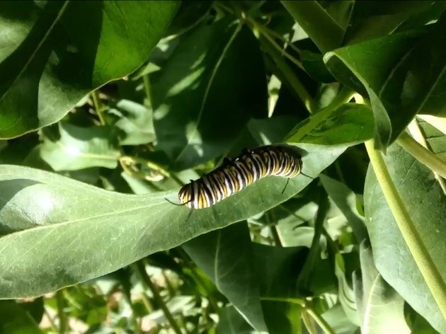 Monarchs and Milkweeds Citizen Science Project
