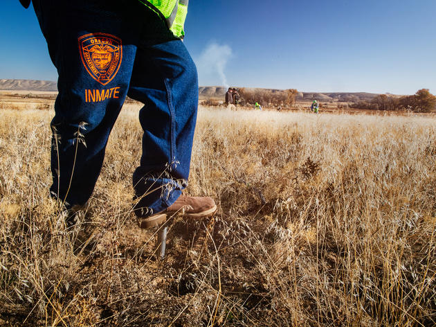 Meet the Inmates Working to Rebuild the Greater Sage-Grouse's Home