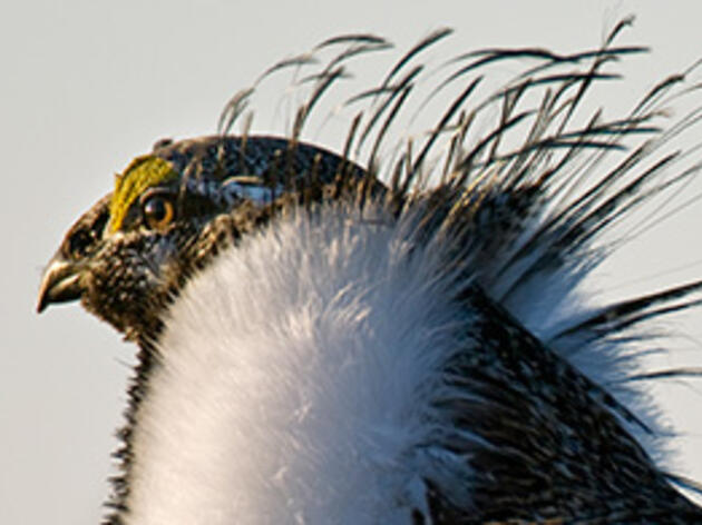 Unprecedented Conservation Efforts Keep Greater Sage-Grouse Off Endangered Species List 