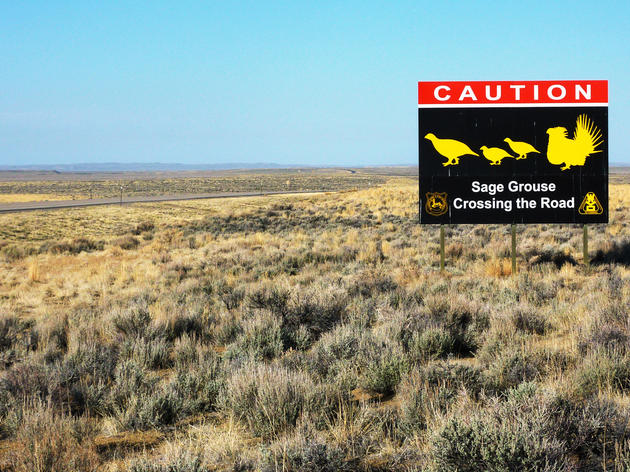 6 Ways to Help Sage-grouse Right Now