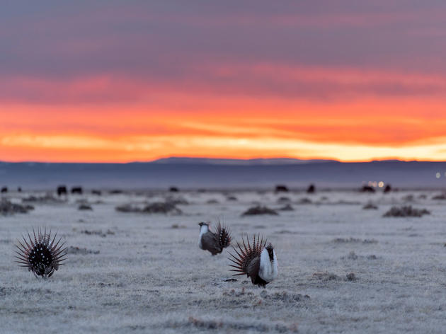 Judge Blocks Trump Administration Plans that Lifted Sage-Grouse Protections 
