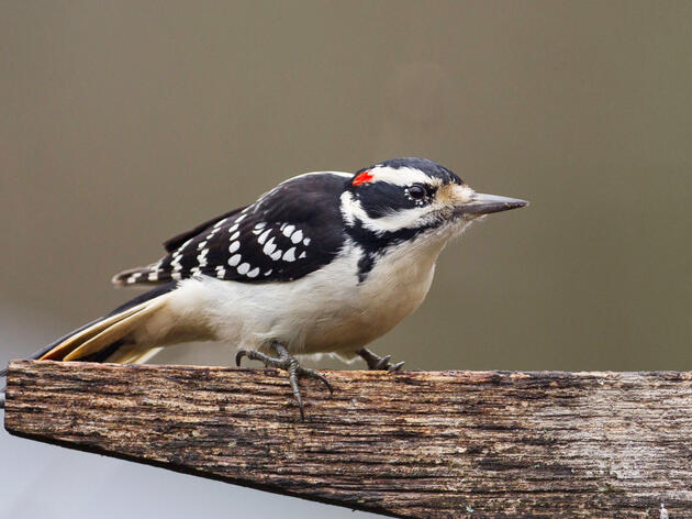 Get to Know These 20 Common Birds 