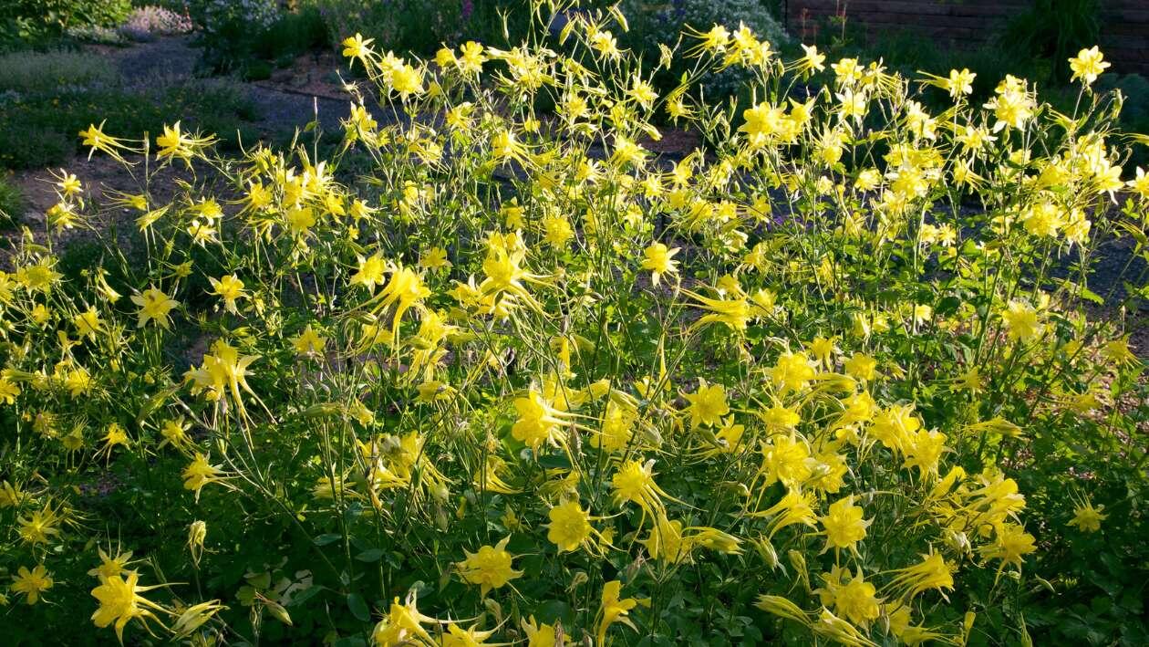 Columbine plants with yellow flowers.