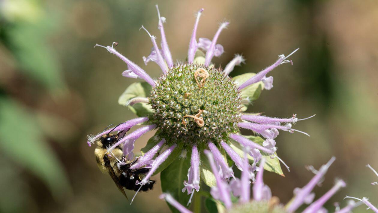 A bumblebee on flowering bergamot.