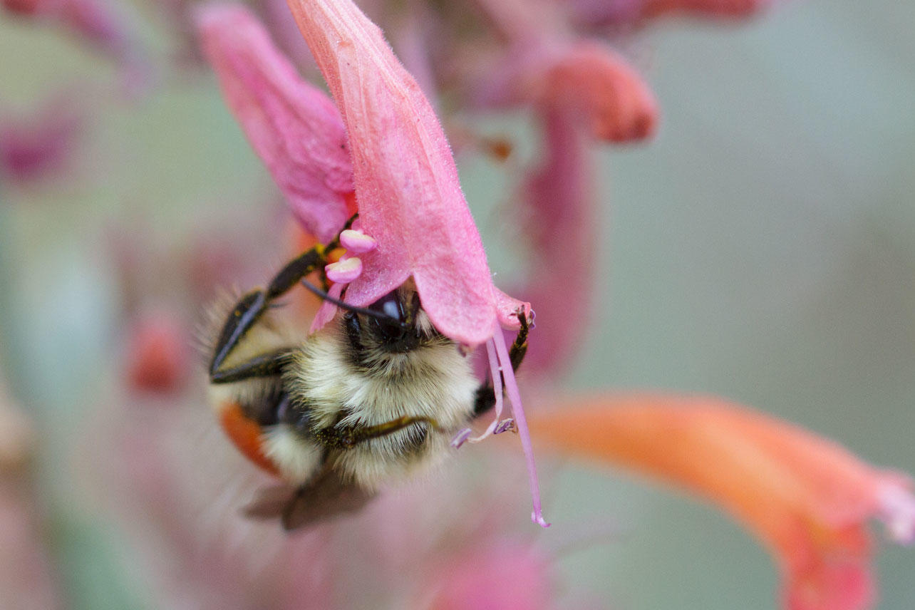 Cool Colorado Bees | Audubon Rockies