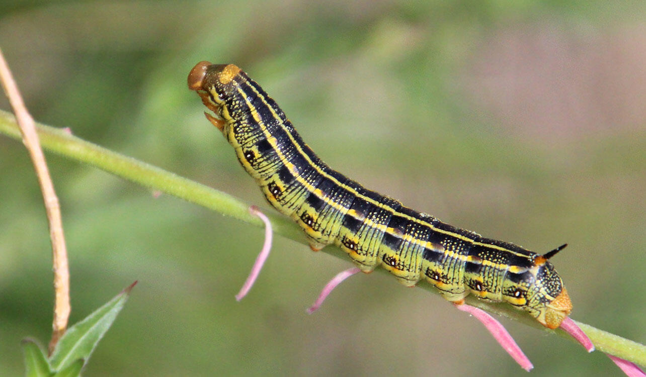 White-lined sphinx moth caterpillar on a flowering branch.