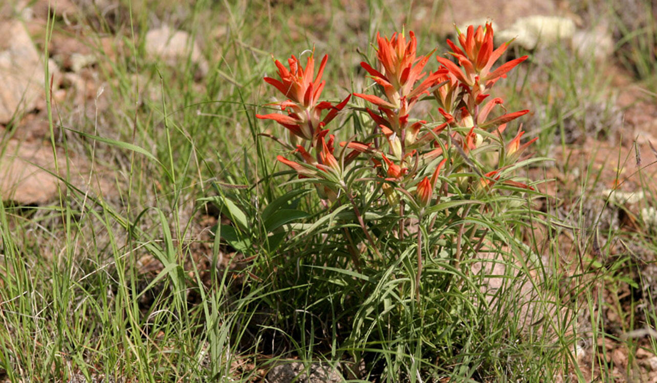 Whole-leaf Indian paintbrush growing in a grassy field.